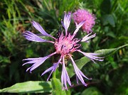 19 Centaurea montana - Fiordaliso montano